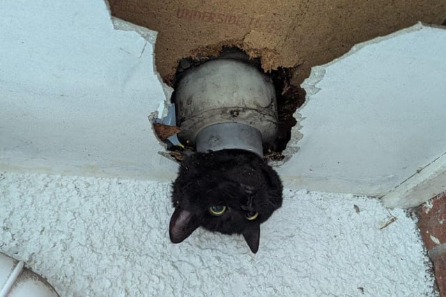 Cat rescued by firefighters after getting stuck in a drainpipe