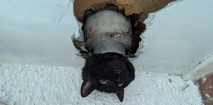 Cat rescued by firefighters after getting stuck in a drainpipe
