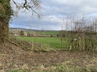 Hedgerow Solutions Offered - Chew Valley Plants Trees