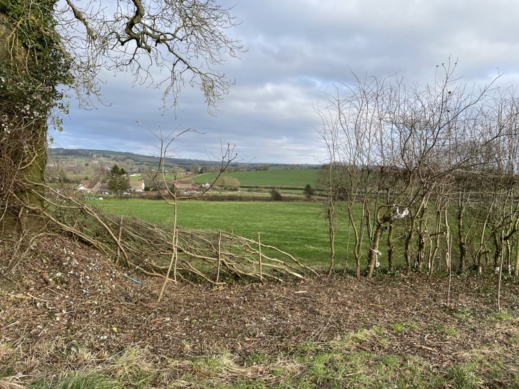 Regular readers to this column will know how we at Chew Valley Plants Trees love the potential for hedgerows to solve so many of the challenges we face.