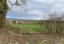 Hedgerow Solutions Offered - Chew Valley Plants Trees