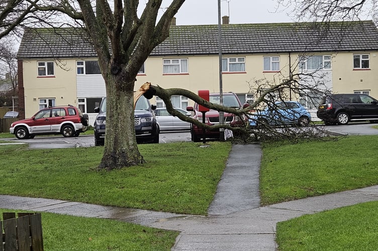 Fallen Tree in Watchet