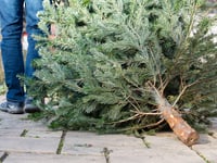 Fresh appeal after Radstock's Christmas Tree was cut down and stolen