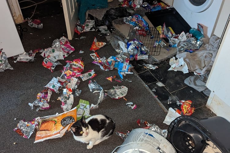 In total 660 dogs and 369 cats (like the one pictured right) were left to fend for themselves during this period - often trapped, terrified and completely alone and not knowing if anyone would save them.