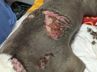 Pair hit with pet bans after scalded dog was left to suffer