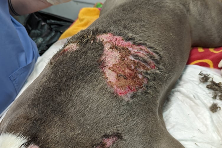 Missy was found to have a large untreated burn caused by hot water when she was helped to safety by RSPCA rescuers.