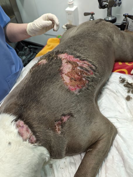 Missy was found to have a large untreated burn caused by hot water when she was helped to safety by RSPCA rescuers.