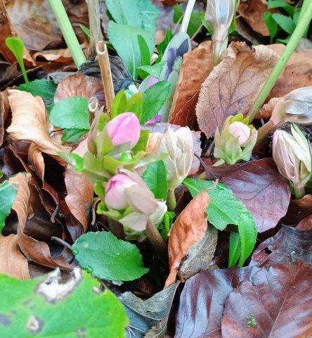 Pink hellebores blooming in January, bringing colour to the winter garden.