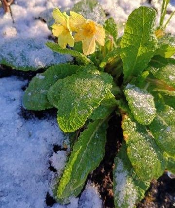 Winter wildlife observations: seasonal birds, blooms, and encounters