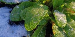 Winter wildlife observations: seasonal birds, blooms, and encounters