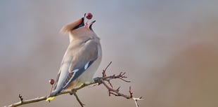 Gregg Lovett shares his photographic journey with NRPS