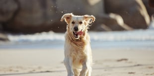 Somerset Council launches consultation on dog control 