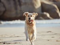 Somerset Council launches consultation on dog control 