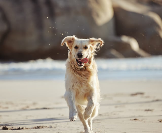 Somerset Council launches consultation on dog control 