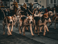 New fox hunting figures show "appalling disregard for the law"