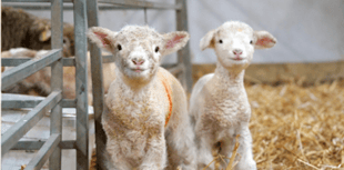 Newborn Dorset lambs mark lambing season at Noah’s Ark Zoo Farm