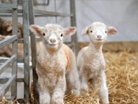 Newborn Dorset lambs mark lambing season at Noah’s Ark Zoo Farm