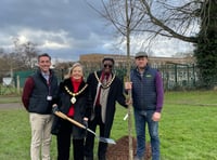 Hundreds of trees to be planted across Somerset 