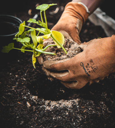 Garden insights from Eliza Gray