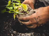 Garden insights from Eliza Gray