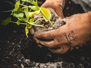 Garden insights from Eliza Gray
