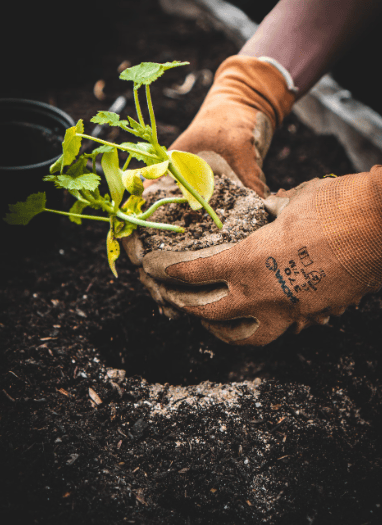 Garden insights from Eliza Gray