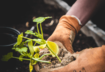 Discover garden design tips from Eliza Gray