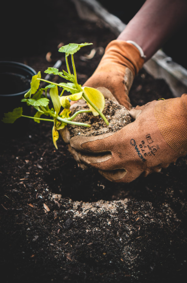 Gardening stock image