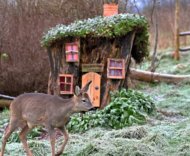 Cottage made from old tree stump attracts host of animals to garden