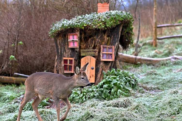 Tinner Tinsky’s ‘enchanted’ cottage in his garden — made from a tree stump — which has attracted a host of wildlife, including rabbits and deer among other animals.