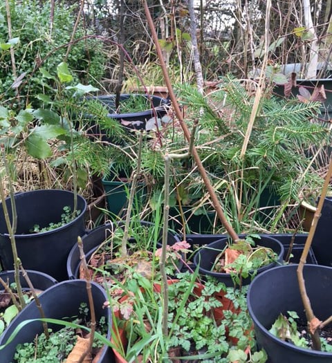 Chew Valley Plants Trees Column March 2025