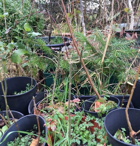 Chew Valley Plants Trees foundling trees image column March 2025