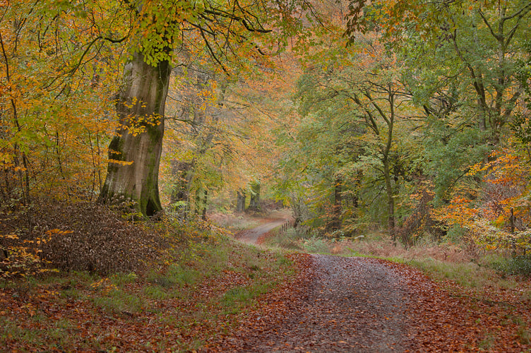 Savernake Forest in Autumn - Simon Caplan