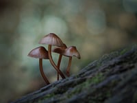 Simon Caplan shares woodland photography insights with NRPS