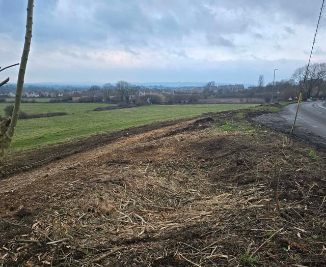 Hedgerow removed in Castle Cary due to housing concerns