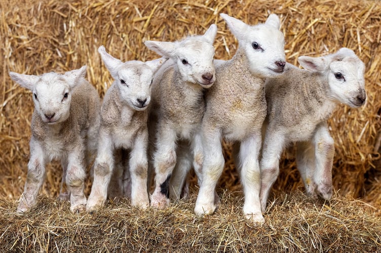 The five lambs which have been born at a farm in Shapwick, Somerset, UK. Photo released March 13 2025 Five adorable lambs have been born to the same ewe in a 'one in a million' birth. The Texel Cross lambs - three girls and two boys - arrive at Bowerings Farm in Shapwick, Somerset. The quintuplets have been named Georgina, Timmy, Anne, Dick and Julian - after the Famous Five characters from the novels by Enid Blyton. Tracey Lockyer, 56, is the proud owner of the sheep and has never had five lambs born to one ewe before. 
