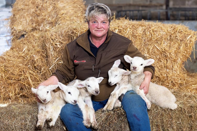 Tracey Lockyer with the five lambs which have been born at a farm in Shapwick, Somerset, UK. Photo released March 13 2025 Five adorable lambs have been born to the same ewe in a 'one in a million' birth. The Texel Cross lambs - three girls and two boys - arrive at Bowerings Farm in Shapwick, Somerset. The quintuplets have been named Georgina, Timmy, Anne, Dick and Julian - after the Famous Five characters from the novels by Enid Blyton. Tracey Lockyer, 56, is the proud owner of the sheep and has never had five lambs born to one ewe before. 
