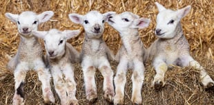 Five lambs born to the same ewe in a 'one in a million' occurrence