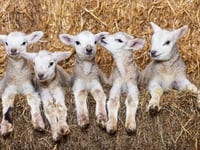 Five lambs born to the same ewe in a 'one in a million' occurrence