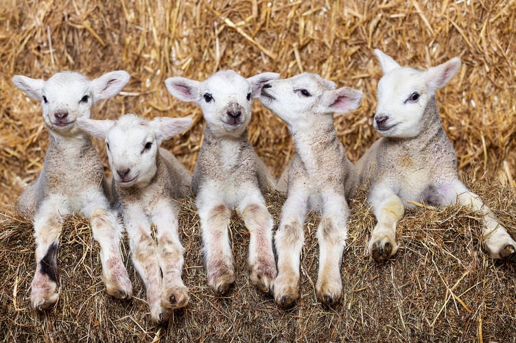 The five lambs which have been born at a farm in Shapwick, Somerset, UK. Photo released March 13 2025 Five adorable lambs have been born to the same ewe in a 'one in a million' birth. The Texel Cross lambs - three girls and two boys - arrive at Bowerings Farm in Shapwick, Somerset. The quintuplets have been named Georgina, Timmy, Anne, Dick and Julian - after the Famous Five characters from the novels by Enid Blyton. Tracey Lockyer, 56, is the proud owner of the sheep and has never had five lambs born to one ewe before. 
