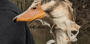 Somerset in the ‘top ten’ for litter-affected animals