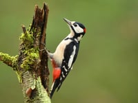 RSPB advice on listening out for the Dawn Chorus this May