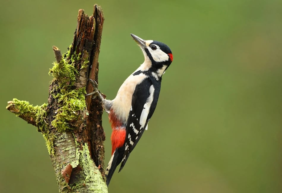 RSPB advice on listening out for the Dawn Chorus this May