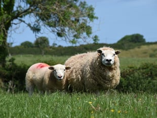 NFU warning to owners of 'out of control dogs' in Somerset this Easter