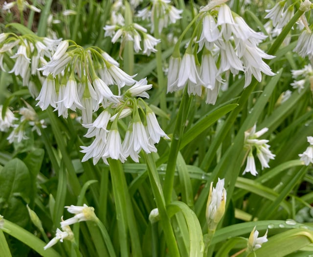 Nature Diary: Look out for these aliens on Exmoor