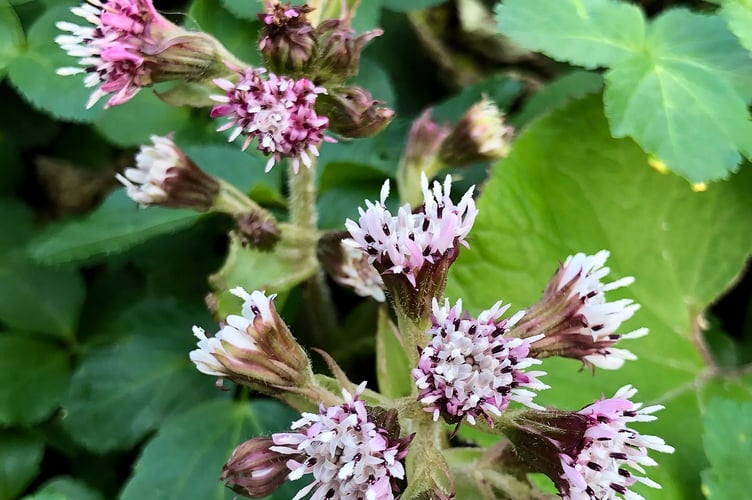 Winter heliotrope