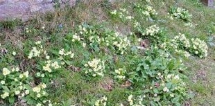 Year of the Primrose: Spring reflections