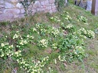 Year of the Primrose: Spring reflections