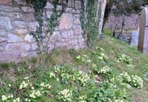 Spring blooms and gardening tales