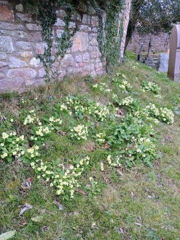 Primroses in the Garden